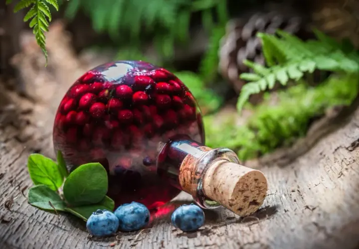 Nalewka z borówek amerykańskich - przepis na aromatyczną nalewkę z owoców borówki