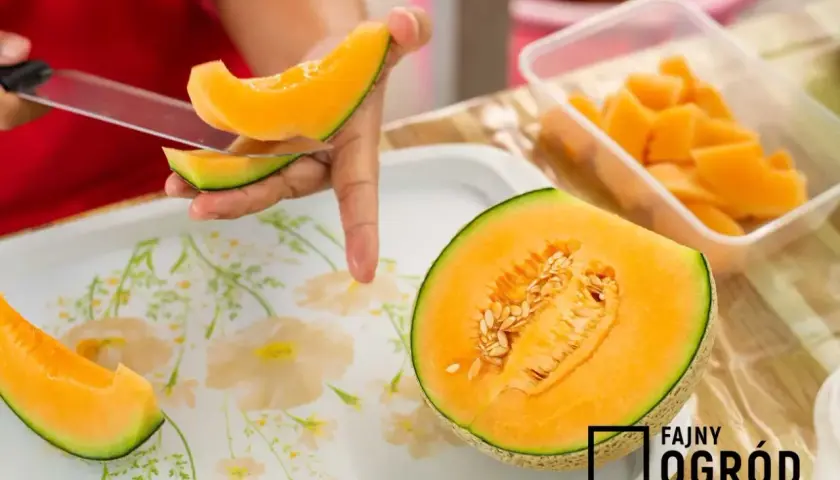 Żółty melon: Jak wybrać idealny i zaskoczyć smakiem? Przepisy!