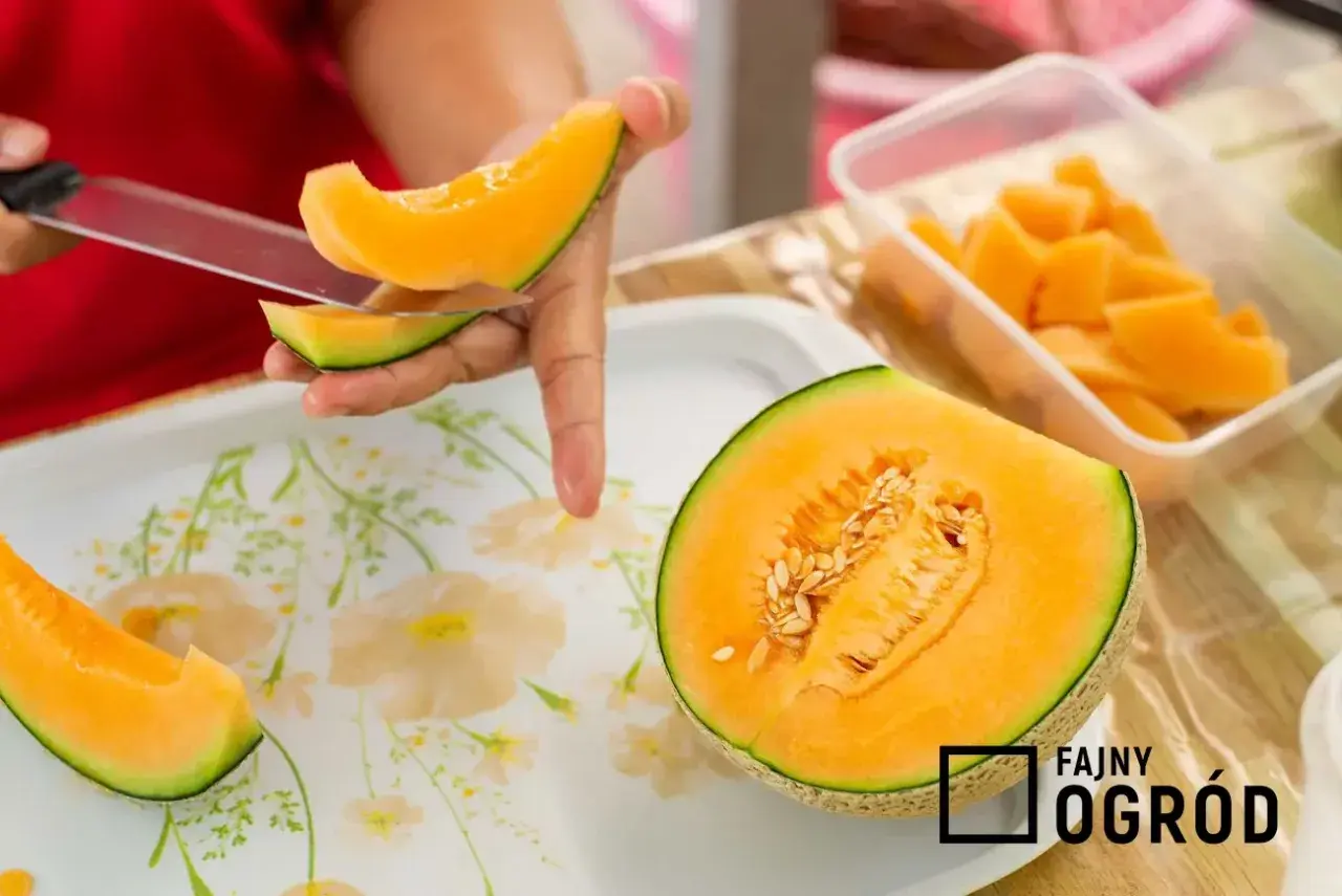 Żółty melon: Jak wybrać idealny i zaskoczyć smakiem? Przepisy!