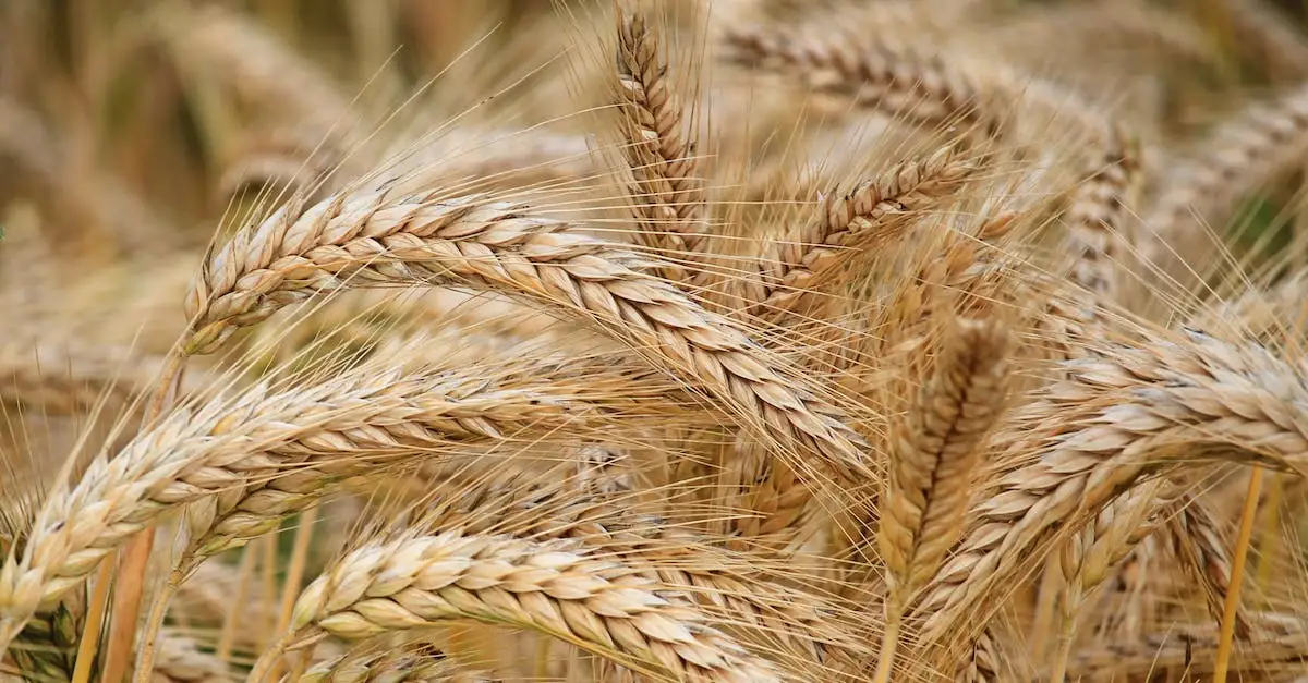Ile gram waży łyżka mąki? Sprawdź w prosty sposób